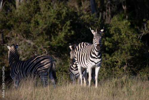 African Wildlife Safari