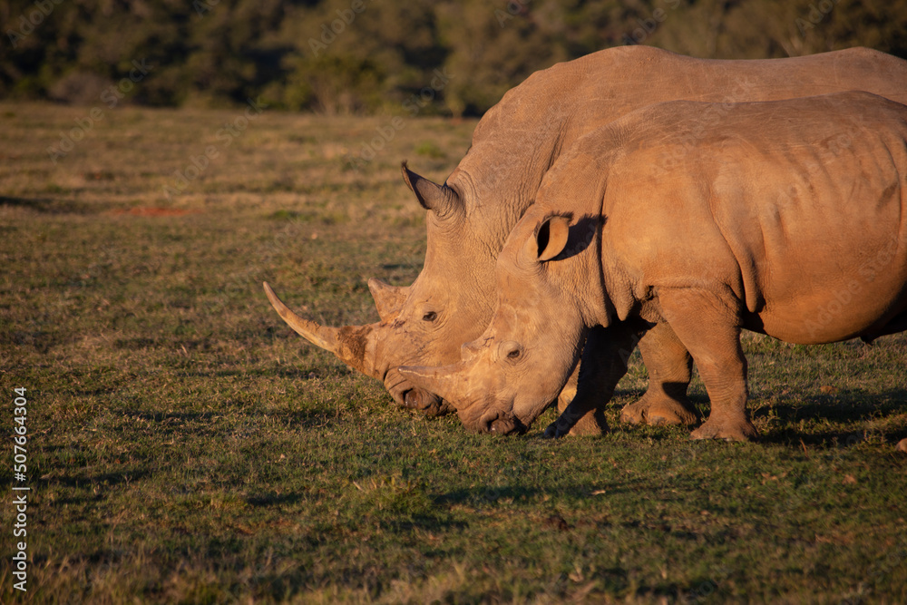 Obraz premium African Wildlife Safari