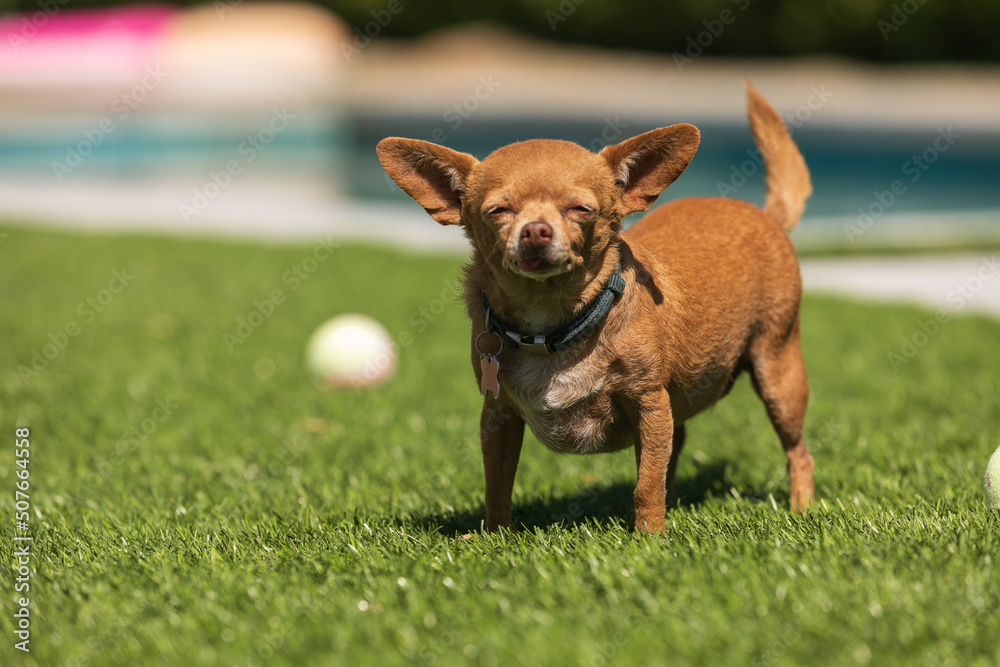 small chihuahua in backyard by the pool