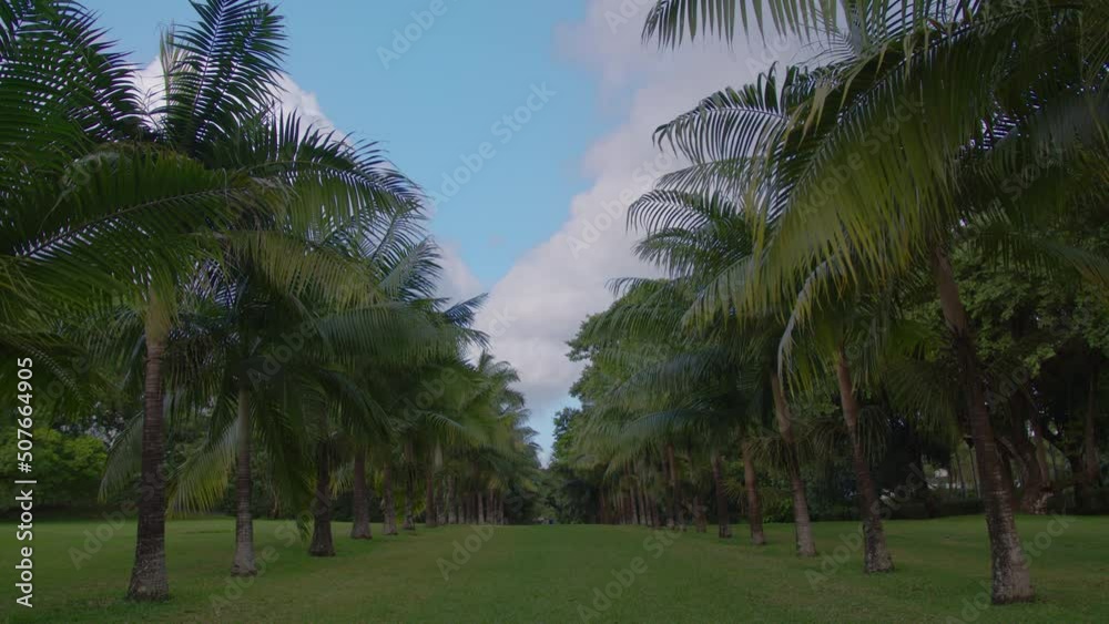Beautiful green park with palm trees and mowed lawn. Clouds in the background Beautiful green park with palm trees and mowed lawn. Clouds in the background