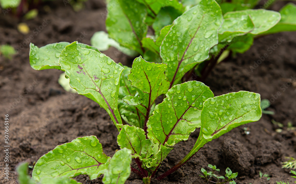 Photo of beet leaves growing in the ground on a farm. Fresh eco-friendly Greens for dietary salads Photo of beet leaves growing in the ground on a farm. Fresh eco-friendly Greens for dietary salads