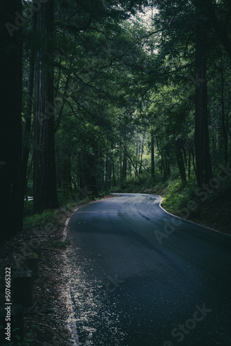 wet road in the redwoods