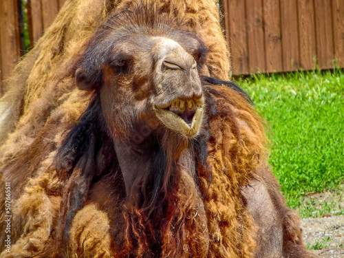 Old camel in the aviary of the Kyiv zoo, Ukraine © Павел Дзюба