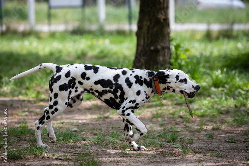 the dogs that play together