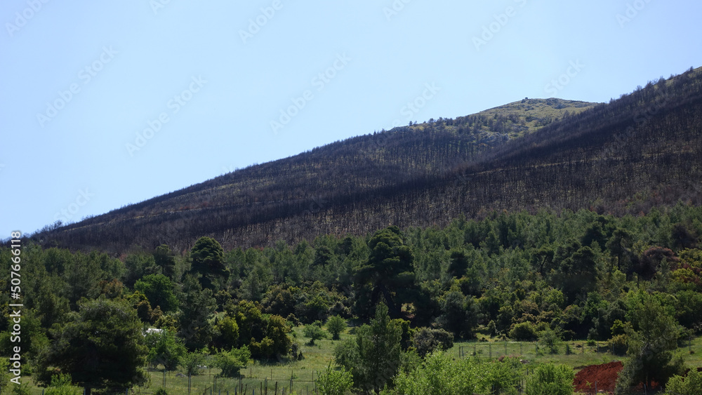 Fire damaged forest - burned, mountain of Kithaironas in West Attica near paradise beach of Psatha, Greece