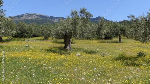 Beautiful olive trees as seen at spring, Greece