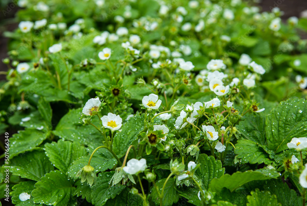Photo of the plantation blooming strawberries. White flowers on strawberry bushes on the farm Photo of the plantation blooming strawberries. White flowers on strawberry bushes on the farm