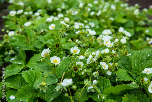 Photo of the plantation blooming strawberries. White flowers on strawberry bushes on the farm