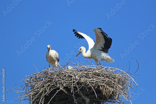 storks in their nest	