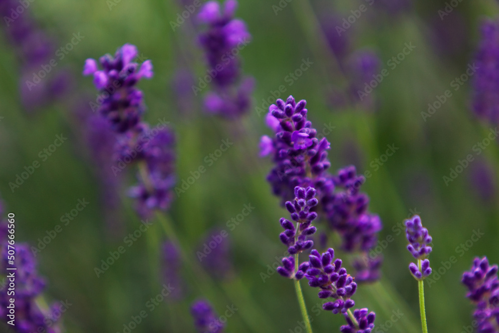 Lavender in close-up Lavender in close-up