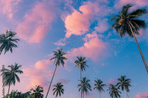 Coconut palm trees in front of a beautiful peaceful blue sky with pink clouds. © stone36