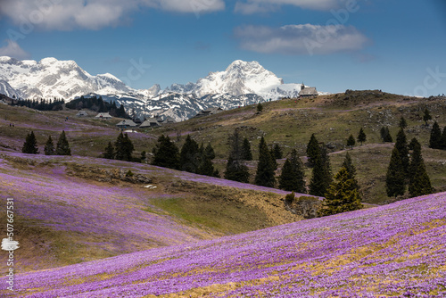 mountain hall covered with crocuses