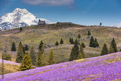mountain hall covered with crocuses