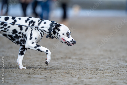 Dalmatier dog on the beach running  with sand and water in the background  in summer. Dog on the beach
