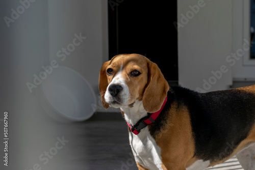 Beagle dog is in the shelter.