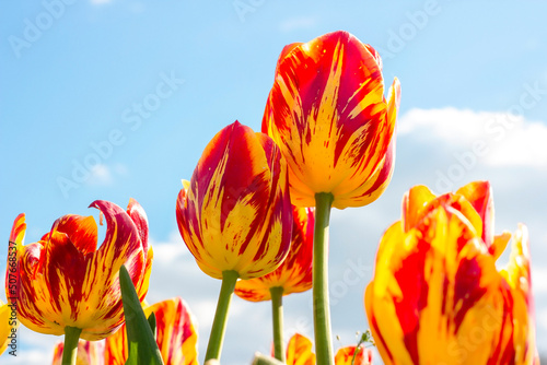 Bright red  orange and yellow blossoming tulip flowers on the field in spring against the blue sky.