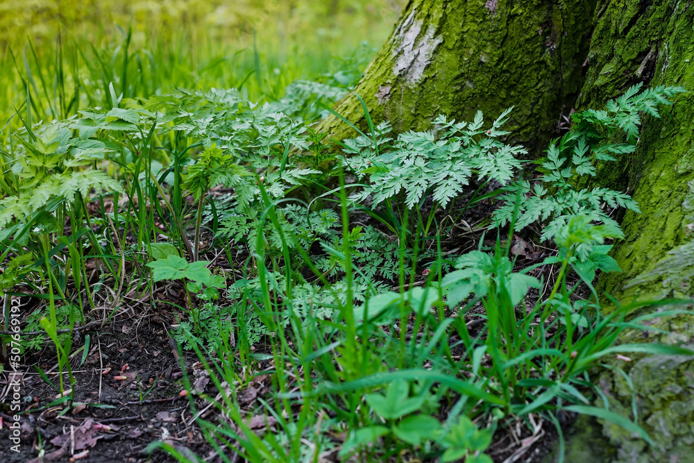 Leaves of juicy green grass at the roots of a doom overgrown with moss, spring forest, natural background. Close-up, selective focus Leaves of juicy green grass at the roots of a doom overgrown with moss, spring forest, natural background. Close-up, selective focus