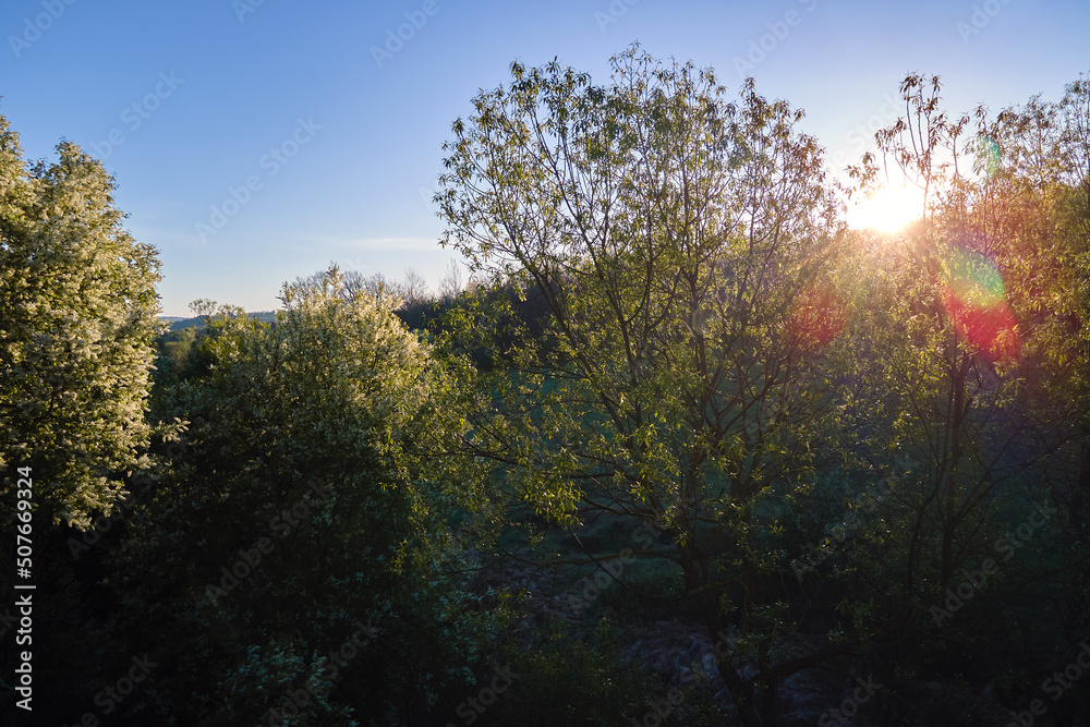 Aerial view of blooming garden with white blossoming trees in early spring at sunset Aerial view of blooming garden with white blossoming trees in early spring at sunset