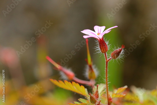 close up of a blooming cranesbill flower © Andreas