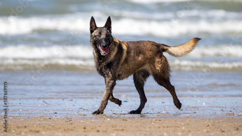 german shepherd dog on beach