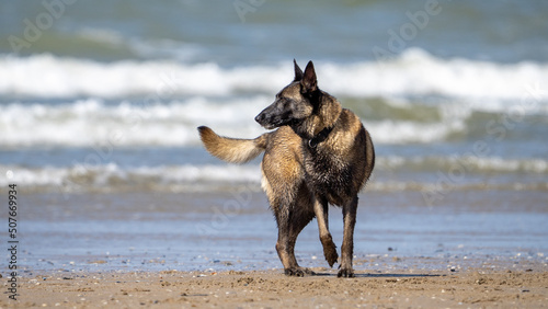 german shepherd dog on beach © LDC