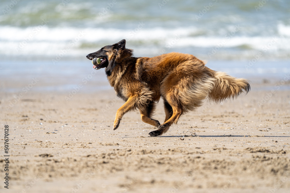 Tervuren dog on the beach running, with sand and water in the background, in summer. Dog on the beach Tervuren dog on the beach running, with sand and water in the background, in summer. Dog on the beach