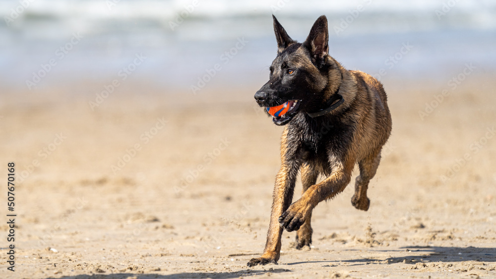 german shepherd dog on beach. Dog on the beach. Dog playing on the beach. german shepherd dog on beach. Dog on the beach. Dog playing on the beach.