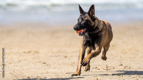 german shepherd dog on beach. Dog on the beach. Dog playing on the beach.  © LDC