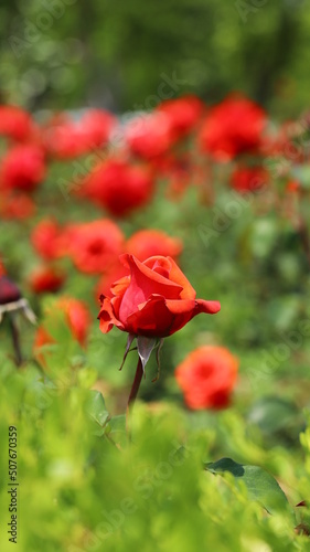 red roses in the garden