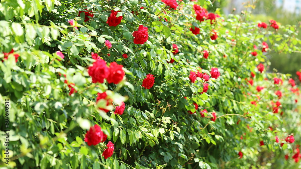 red roses flowers