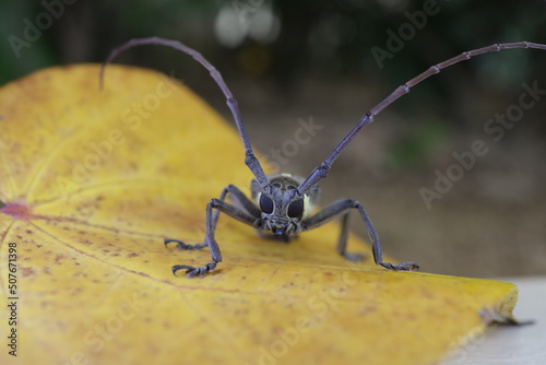 closeup a insect on the leaf © alansun1stimage