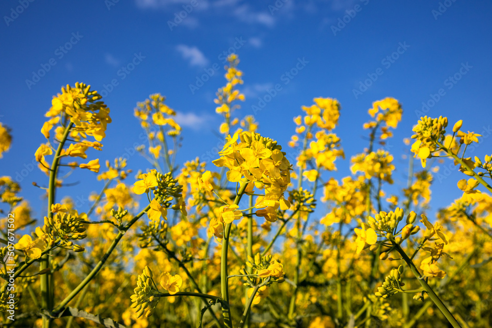 Fields with rapeseed on a sunny day. Rapeseed cultivation. Fields with rapeseed on a sunny day. Rapeseed cultivation.