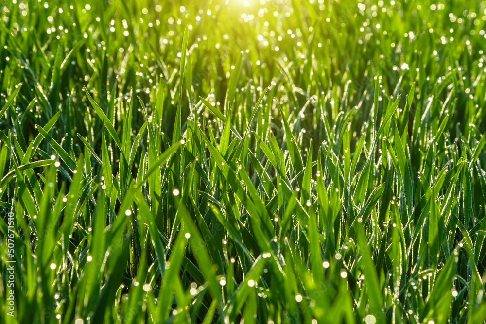 Green grass with morning dew on a summer day. Green grass with morning dew on a summer day.