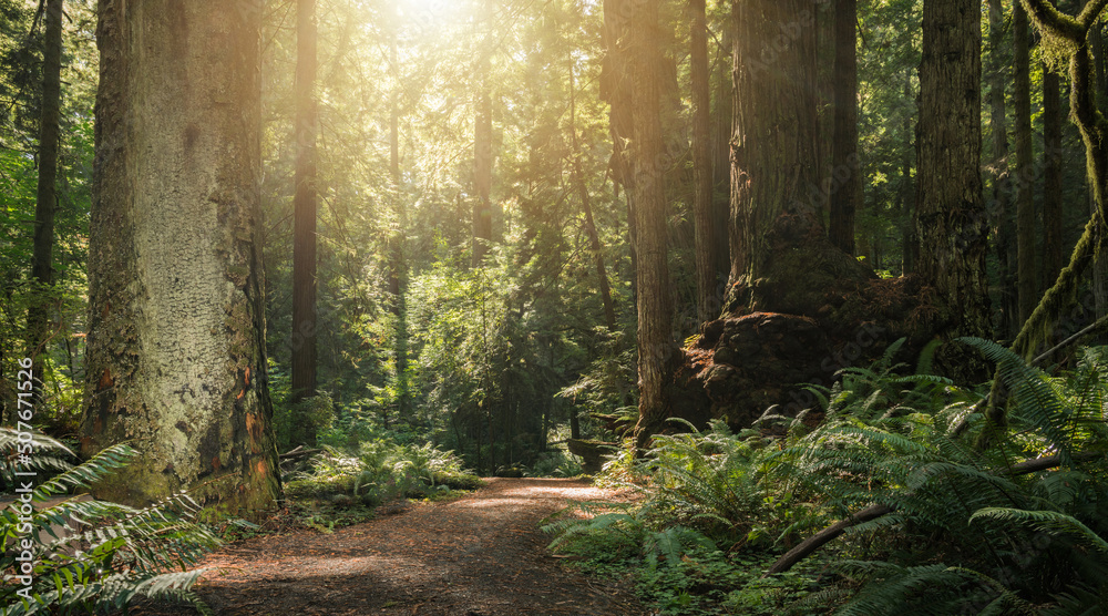 Fototapeta premium Sunny Redwood Woodland in Northern California