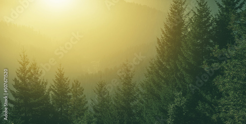 Tableau sur toile Summer Sunny Woodland Landscape Panoramic