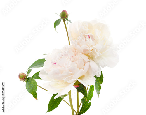 Two white peonies.