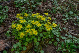 Chrysosplenium alternifolium blooms in the wild in spring .
