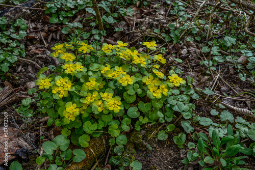 Chrysosplenium alternifolium blooms in the wild in spring .