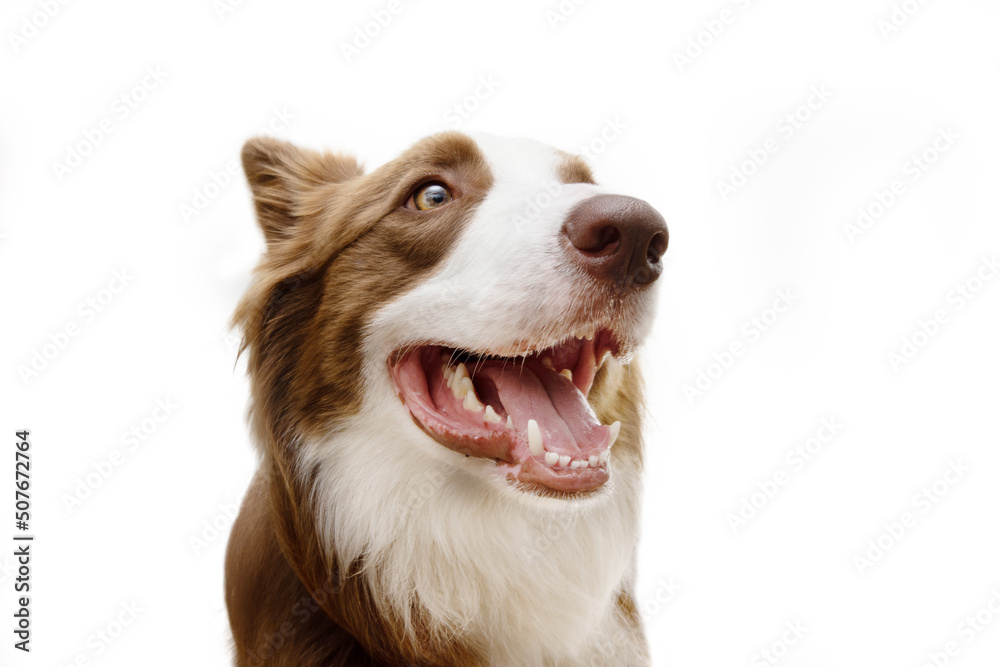 Portrait happy smiling border collie dog. Isolated on white background