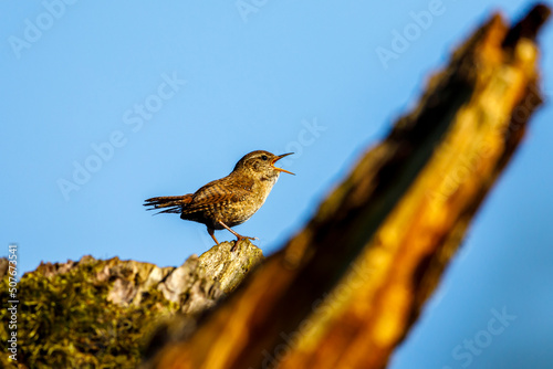 a wren bird on a branch