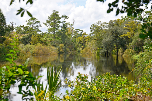 Freshwater pond along a semi urban trail hike in the Orlando area of central Florida. 