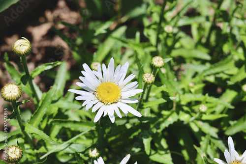 Daisy blossom with green foliage in home garden