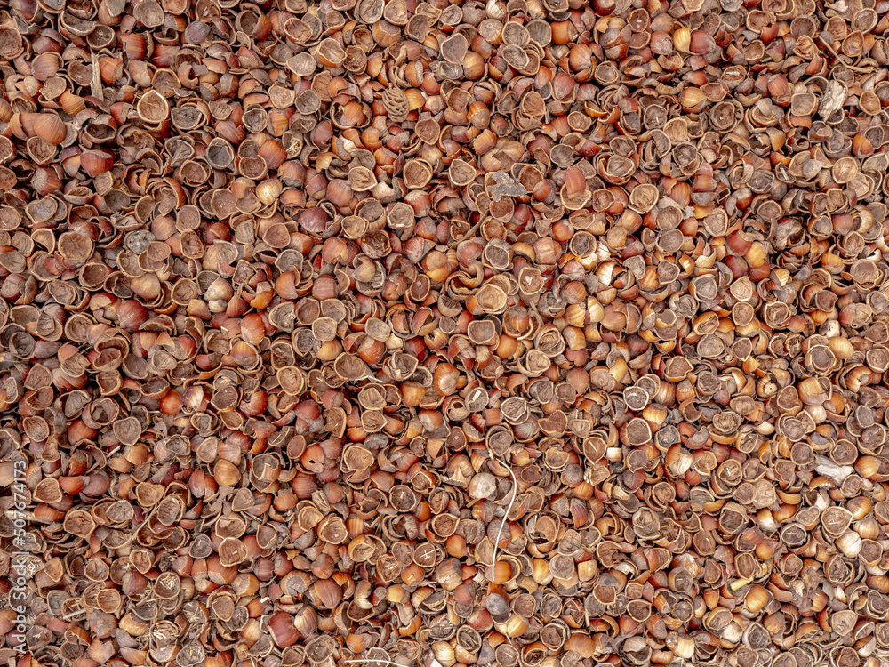 Cosses de Sarrasin - paillage pour couvrir le sol du potager et du jardin - texture et arrière-plan Cosses de Sarrasin - paillage pour couvrir le sol du potager et du jardin - texture et arrière-plan