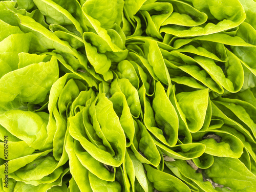 Feuilles de laitue verte et fraîche vu du dessus - texture de salade