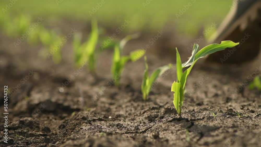 Farmer in rubber boots walking in field of green corn seedlings, low angle view Farmer in rubber boots walking in field of green corn seedlings, low angle view