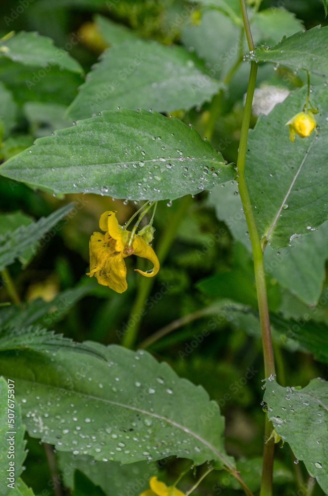 Flower closeup of a touch-me-not balsam (Impatiens noli-tangere) green leaves Flower closeup of a touch-me-not balsam (Impatiens noli-tangere) green leaves