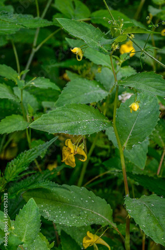 Flower closeup of a touch-me-not balsam (Impatiens noli-tangere) green leaves photo