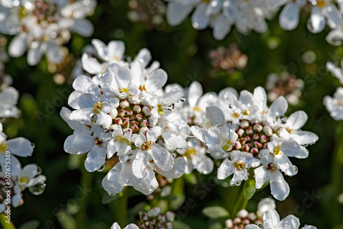 Fleur d'Ibéris corbeille d'argent © photoszam