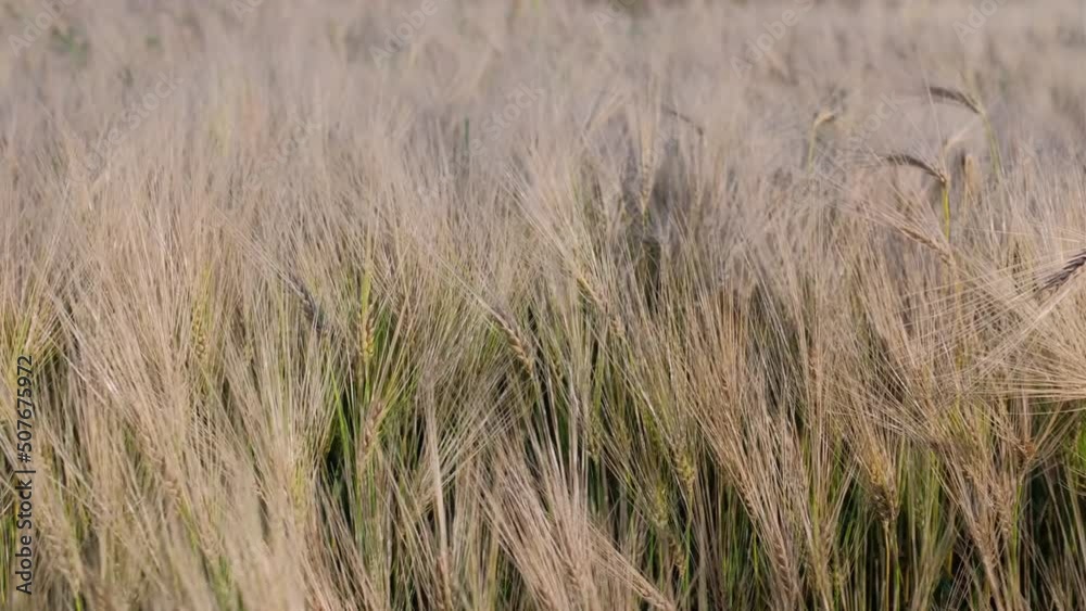 Wheat crop field swaying though wind. A Field Of Wheat. Wheat crop field swaying though wind. A Field Of Wheat.