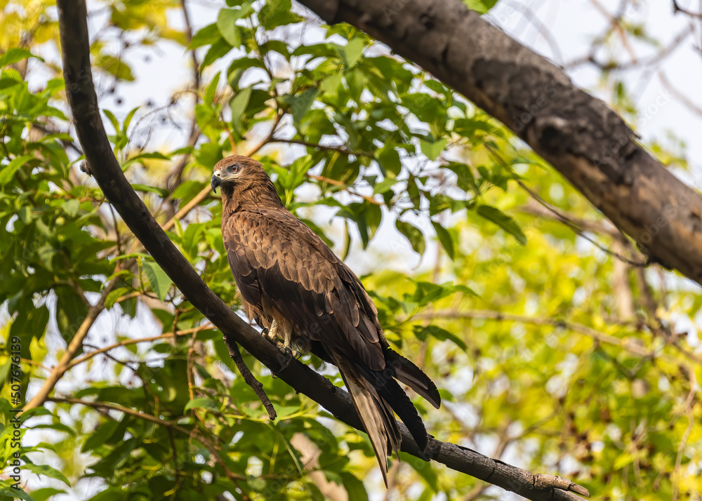 A Black Kite perching on a tree A Black Kite perching on a tree